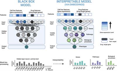 Opportunities and challenges in interpretable deep learning for drug sensitivity prediction of cancer cells